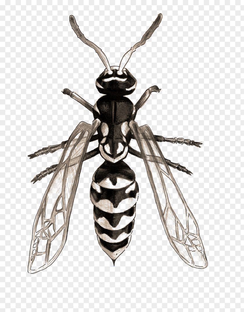 Wasp Insect Hornet Bee Photography PNG