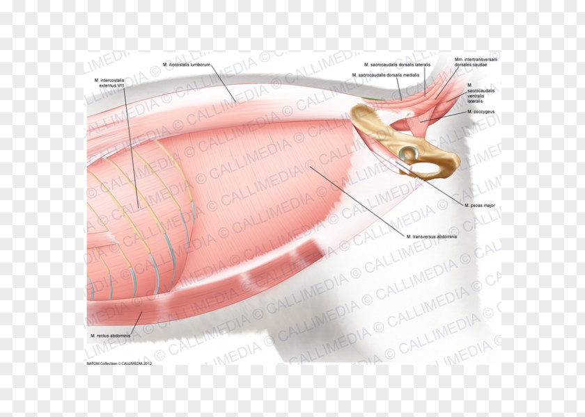 Abdomen Anatomy Muscle Nerve Human PNG