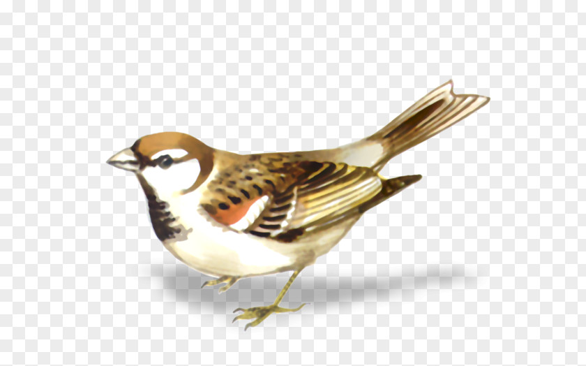 Bird House Sparrow Clip Art PNG