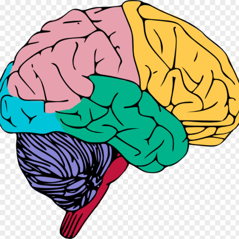 Brain Clip Art Openclipart Free Content Image PNG