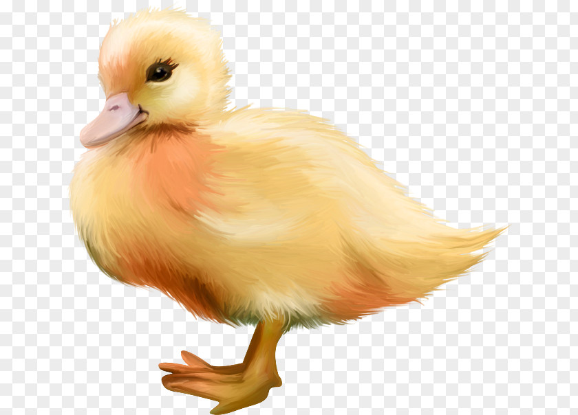 Duck Bird Chicken Clip Art PNG