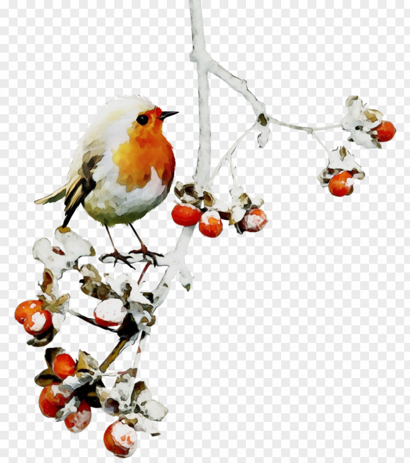 European Robin Bird Songbird Old World Flycatcher Branch PNG