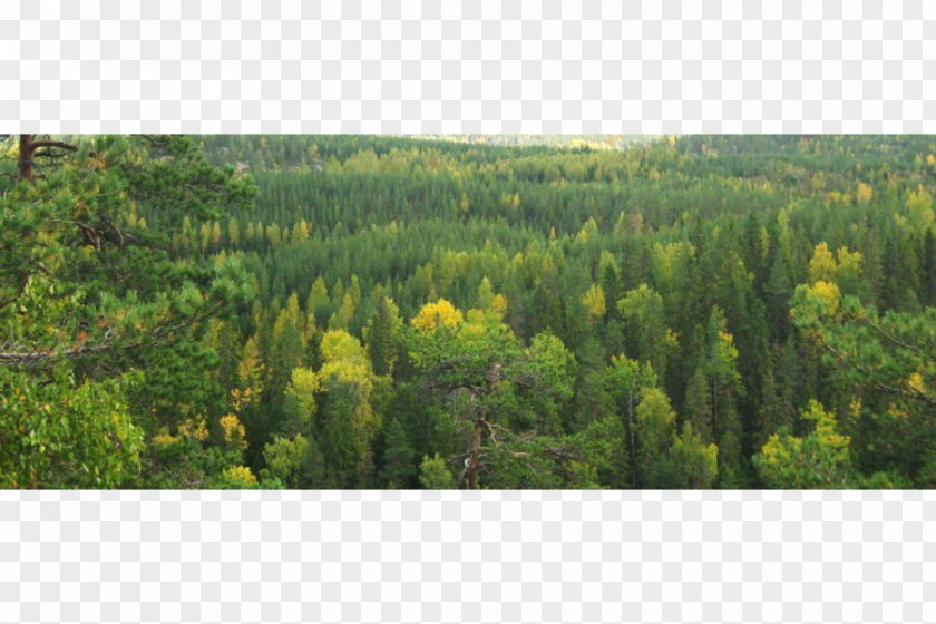 Forest Tropical And Subtropical Coniferous Forests Vegetation Moist Broadleaf Temperate PNG