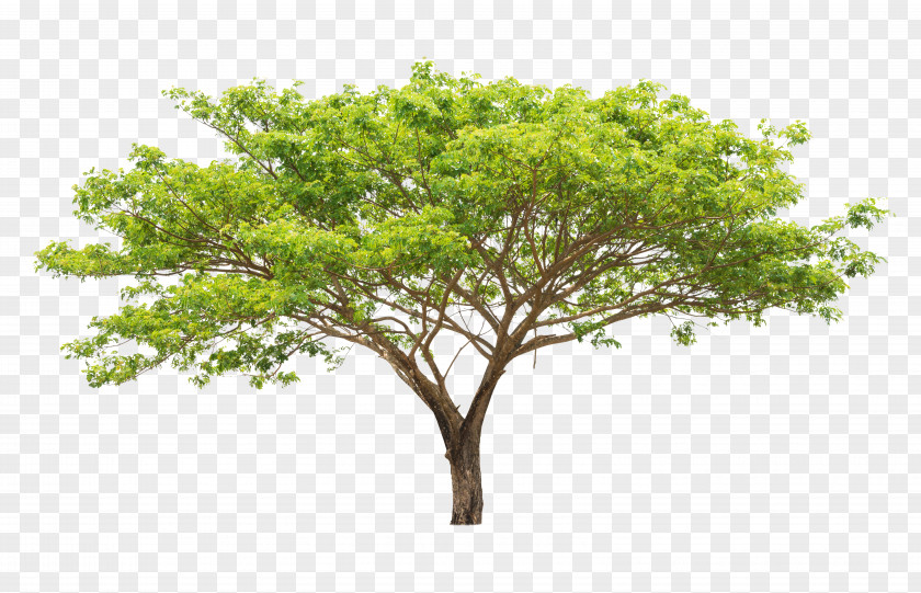 Green Trees Tree Leaf Euclidean Vector Branch Plant PNG