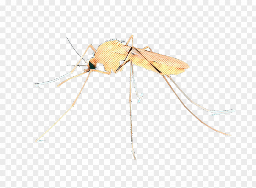 Pest Membrane Mosquito Insect PNG