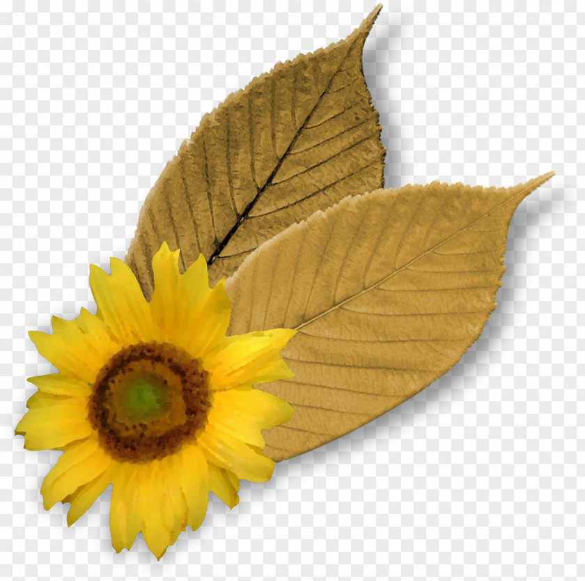 Sunflower Common Leaf Petal PNG