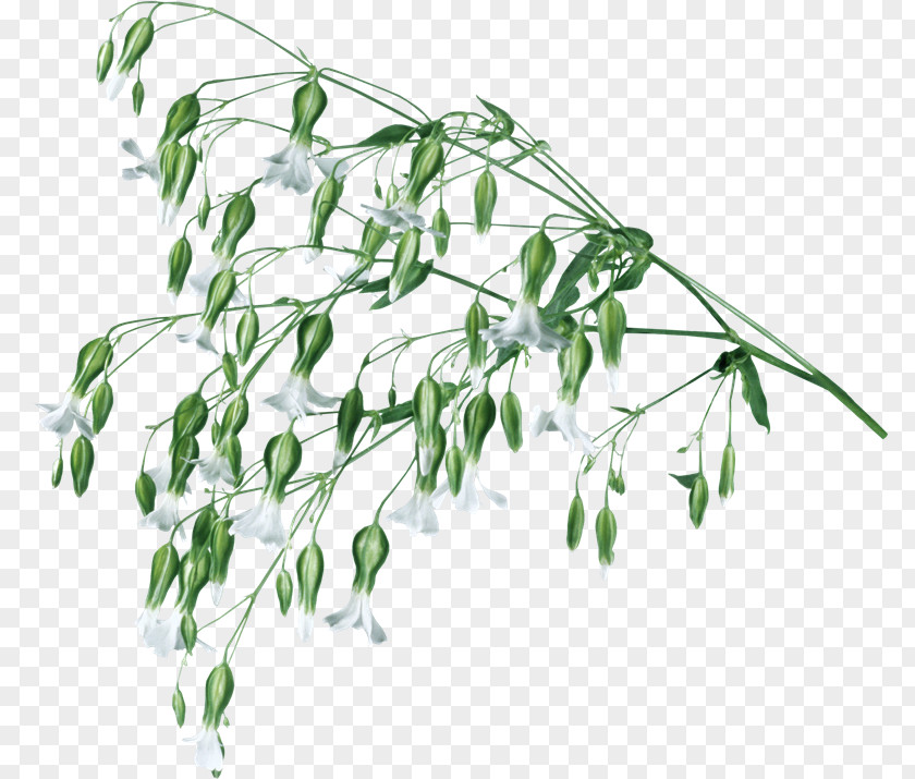 Wjzy Plant Stem Herbaceous Painting Manzara PNG