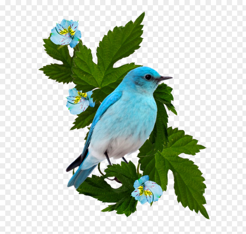 Bird Rendering Clip Art PNG