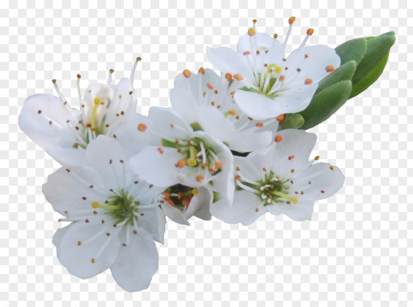 BLOSSOM Flower Lilium Clip Art PNG