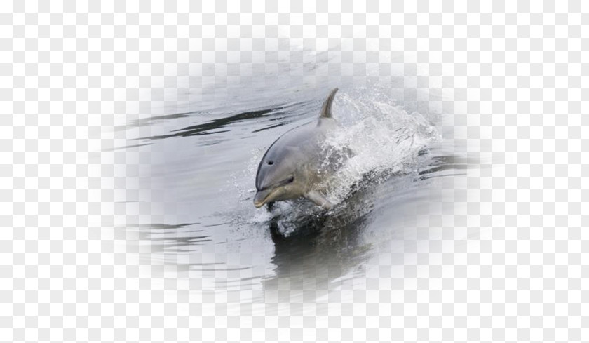 Daulfin Dolphin Porpoise Fauna Cetacea Water PNG