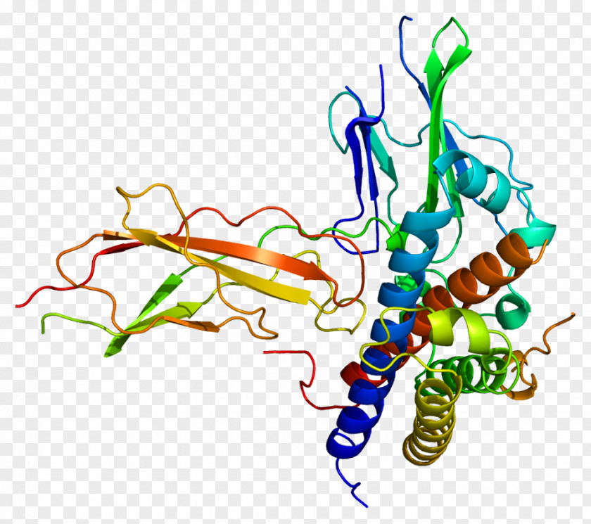 Protein Growth Hormone 2 1 Receptor PNG