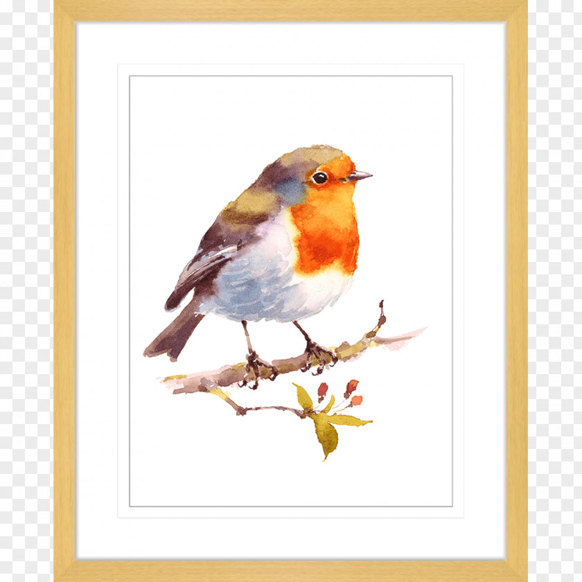 Robin European Bird Watercolor Painting Drawing PNG