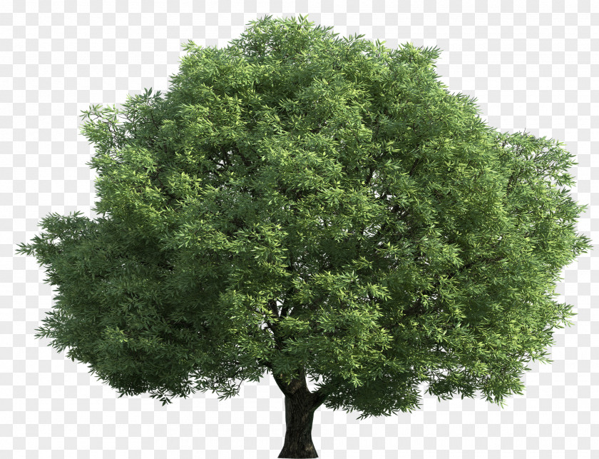 Tree English Oak Tilia Cordata Silver Birch Populus Alba PNG