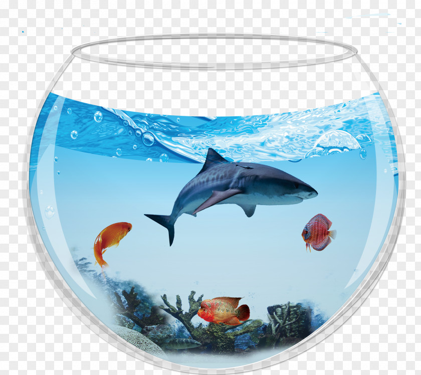 Aquarium Containing Sharks Dolphin Shark Fish PNG