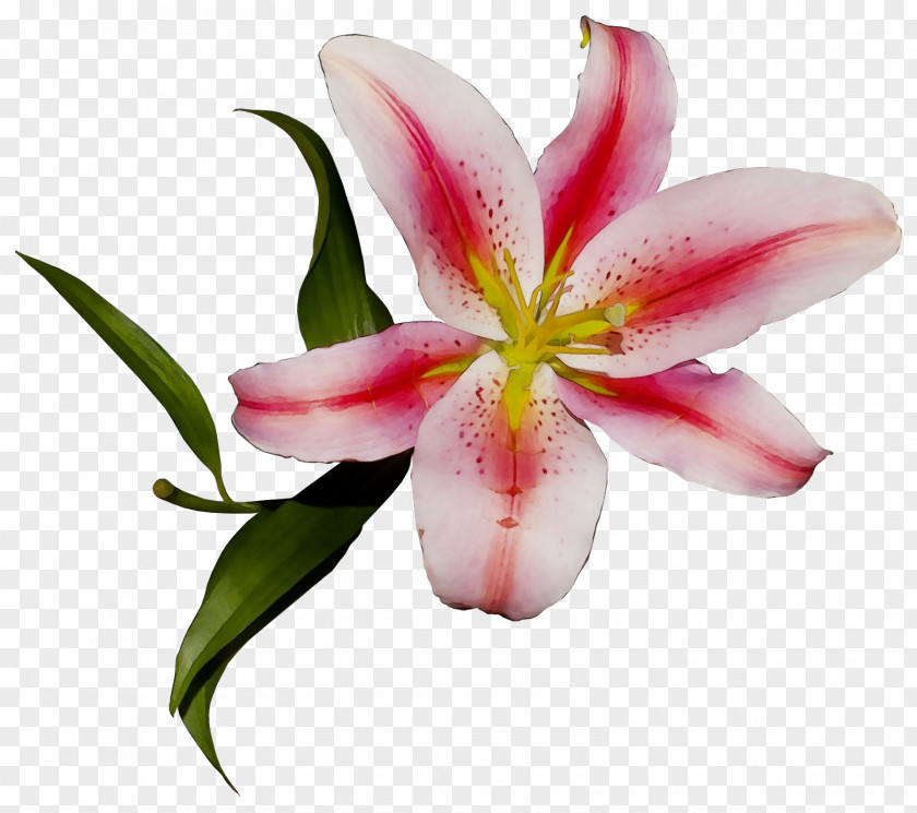 Flower Lily Petal Pink Stargazer PNG