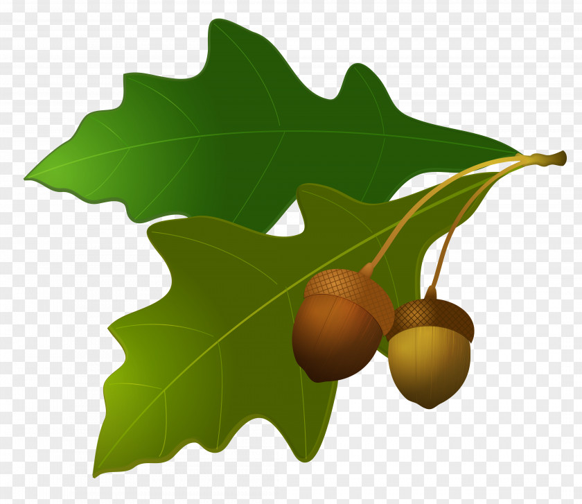 Leaves With Acorns Acorn Leaf Oak Clip Art PNG