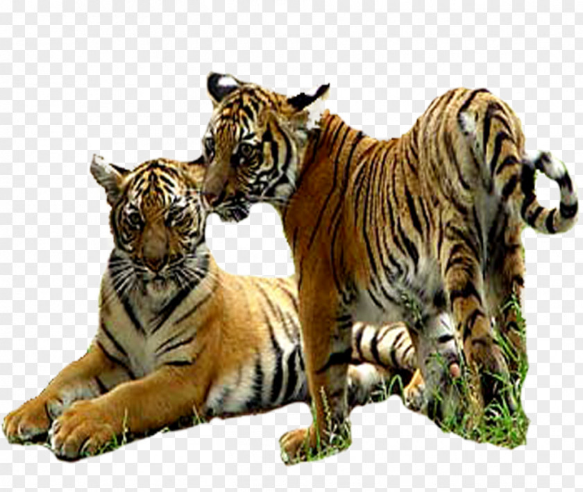 Tiger Lion PNG