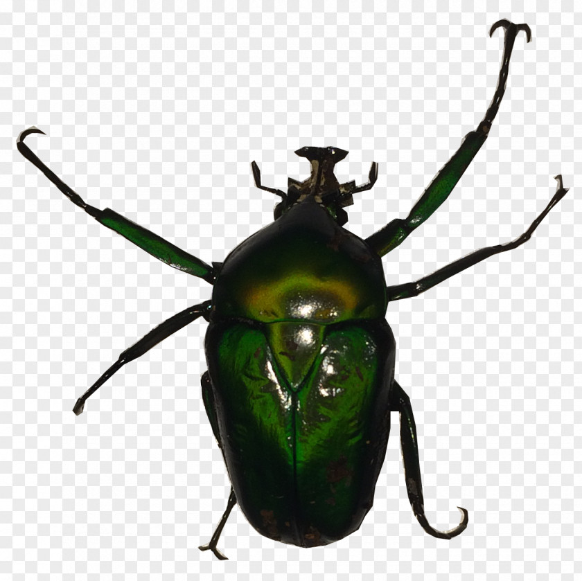 Beetle Dung Dicronorhina Derbyana Weevil Käferzucht Dresden PNG