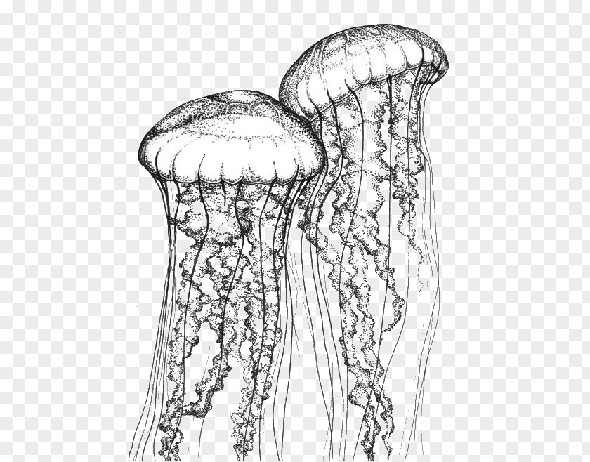 Cute Jellyfish Stippling Chrysaora Quinquecirrha Drawing Fuscescens PNG