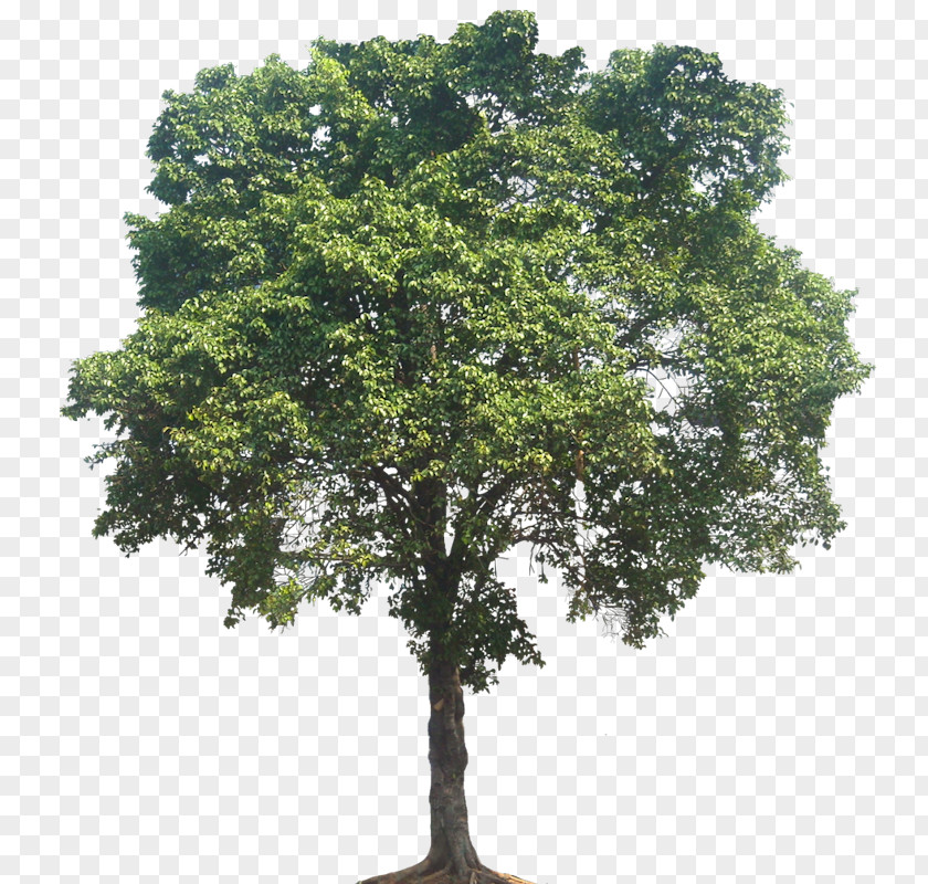 Fig Quercus Suber Populus Nigra Weeping Tree PNG