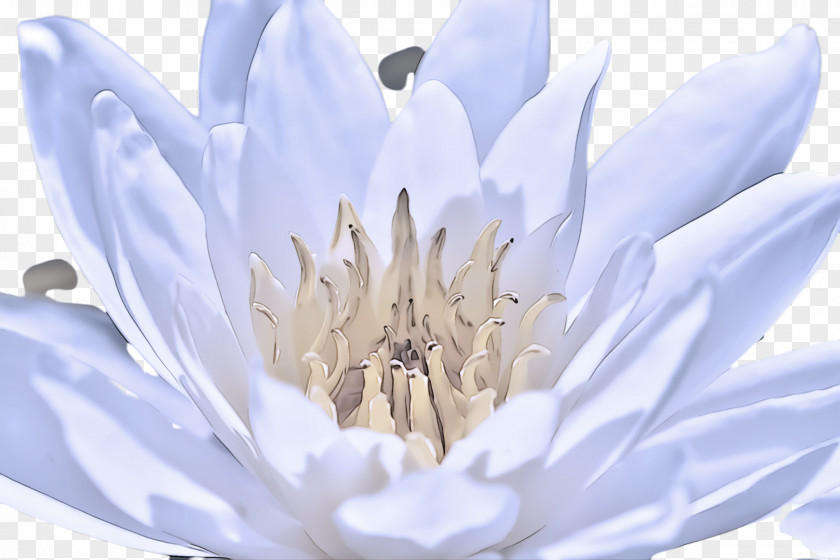 Hedgehog Cactus Wildflower White Petal Flower Plant Water Lily PNG