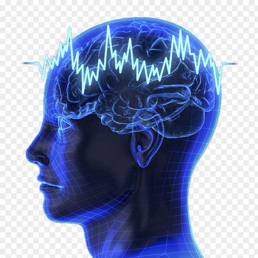 Human Brain Model Neural Oscillation Fingerprinting Brainwave Entrainment P300 PNG