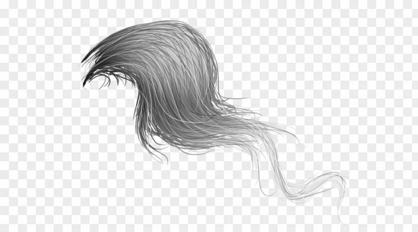 Long Hair Horse Mane Tail Drawing PNG