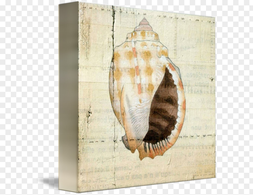 Seashell Picture Frames PNG