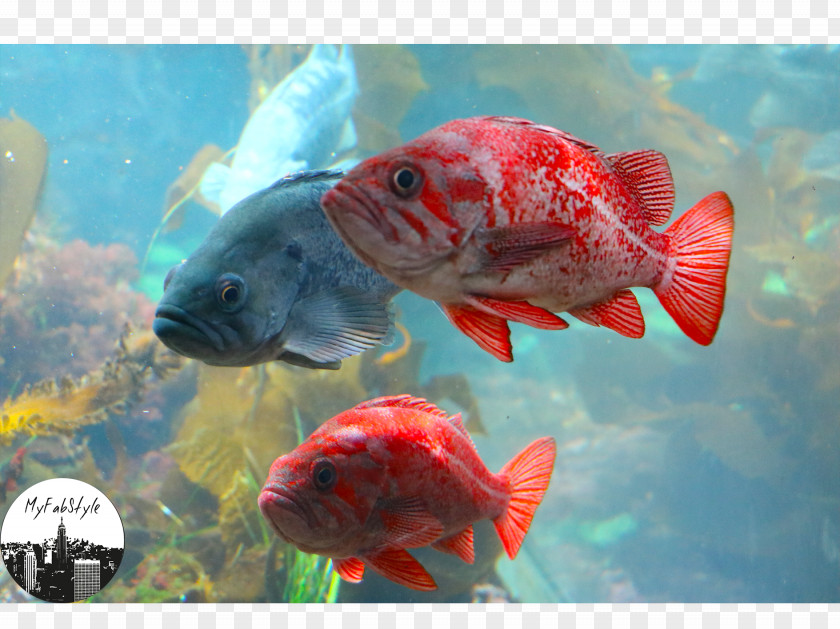 Water Goldfish Koi Aquariums Ecosystem PNG