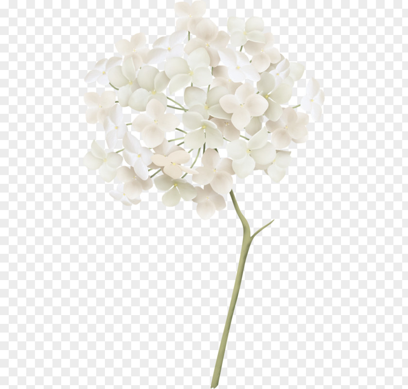 ورد ابيض White French Hydrangea Clip Art PNG