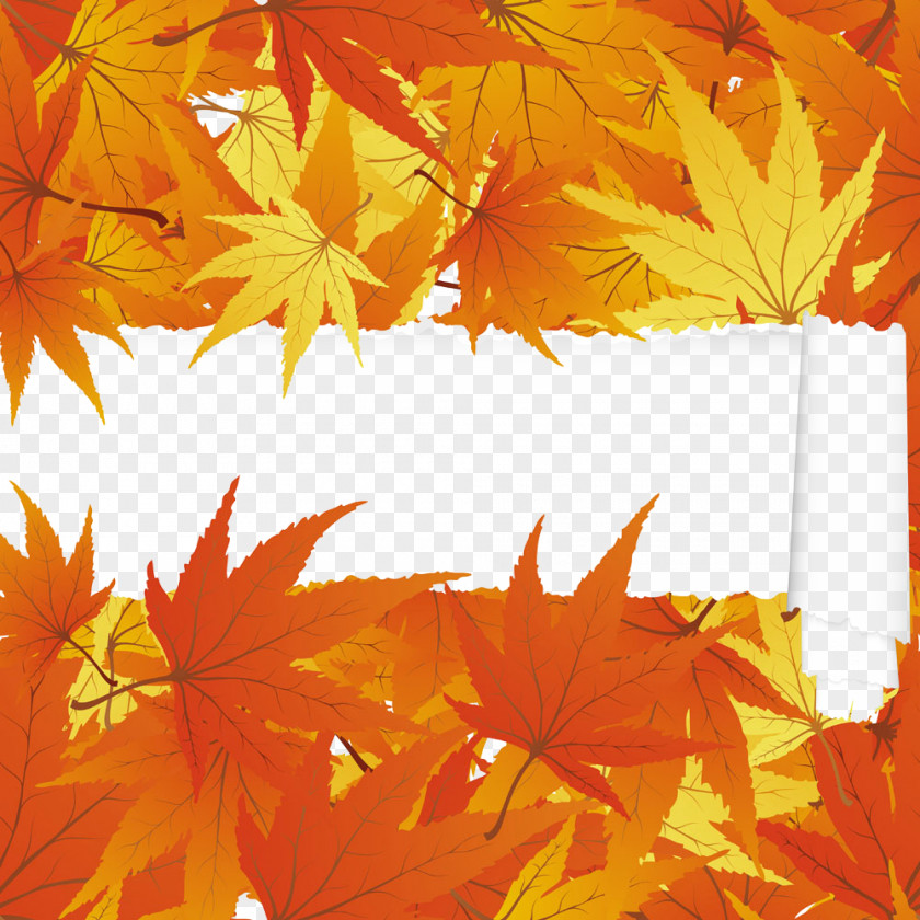 Autumn Maple Leaf Japanese PNG