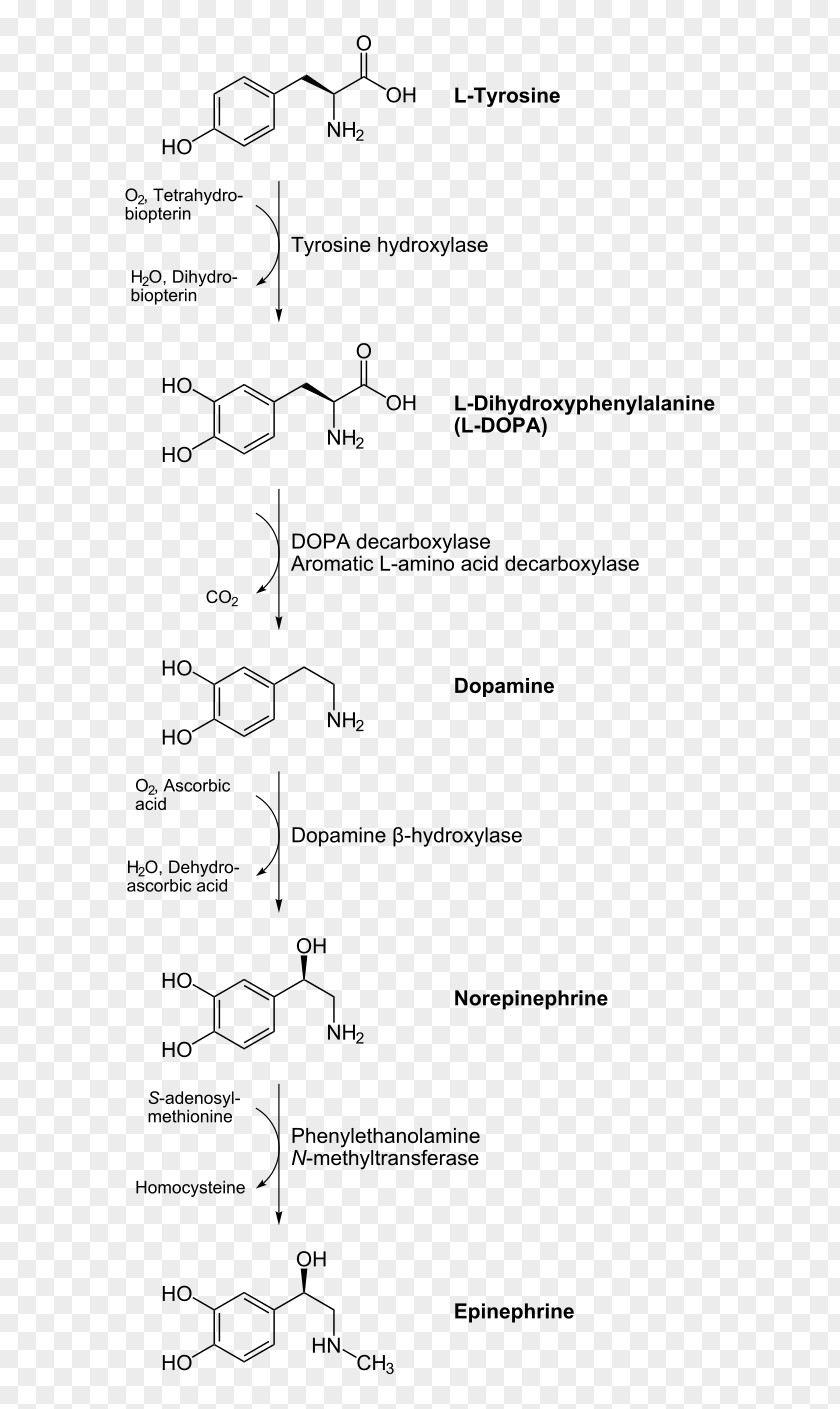 Catecholamine Adrenaline Dopamine Biosynthesis Chemical Synthesis PNG