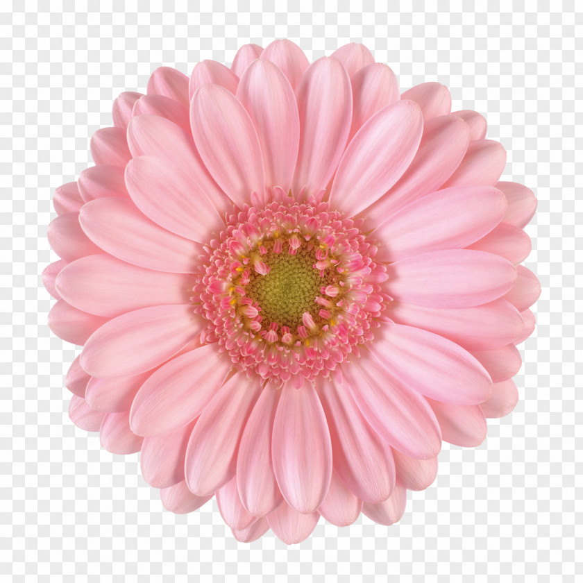 Gerbera Transvaal Daisy Cut Flowers Pink Photography PNG