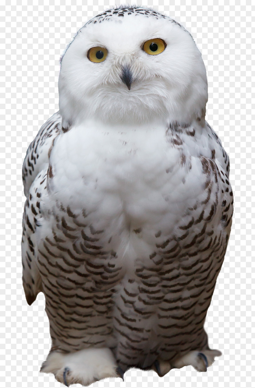 Owl Snowy Bird Of Prey Barred PNG