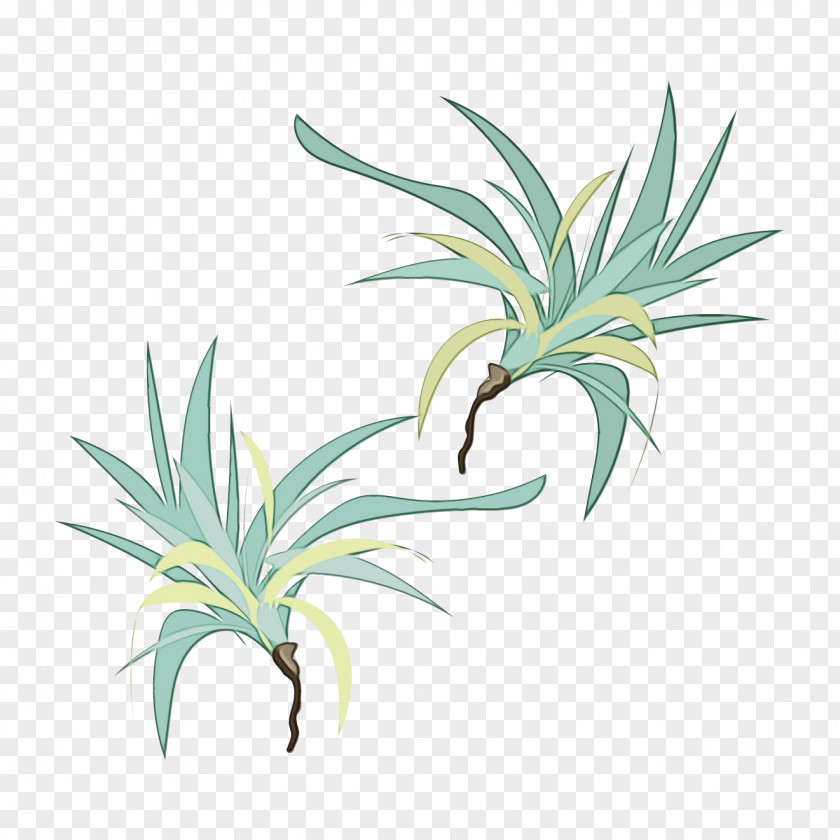 Perennial Plant Ananas Watercolor Flower Background PNG