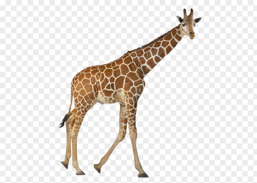Zoo Animals Reticulated Giraffe Stock Photography The White Northern PNG