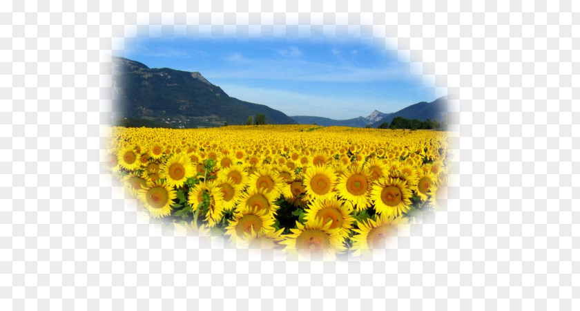 Common Sunflower Rapeseed Landscape Pine Desktop Wallpaper PNG