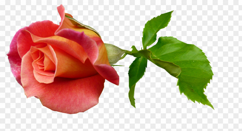 Flower Garden Roses Bud Plant Stem Clip Art PNG