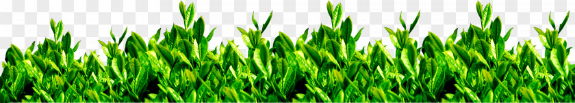 Green Tea Garden Download PNG