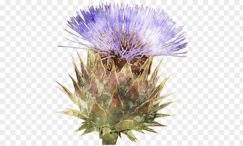 Pretty Spray Cardoon Milk Thistle Noxious Weed Purple PNG