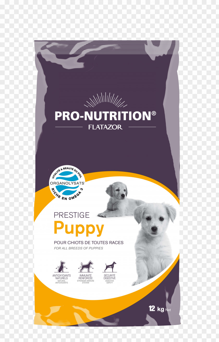 Puppy Poodle Dog Food Cat Pet PNG