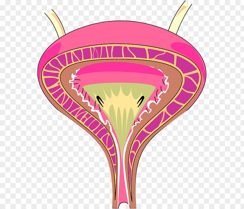 Urination Interstitial Cystitis Urinary Incontinence Bladder Tract Infection PNG