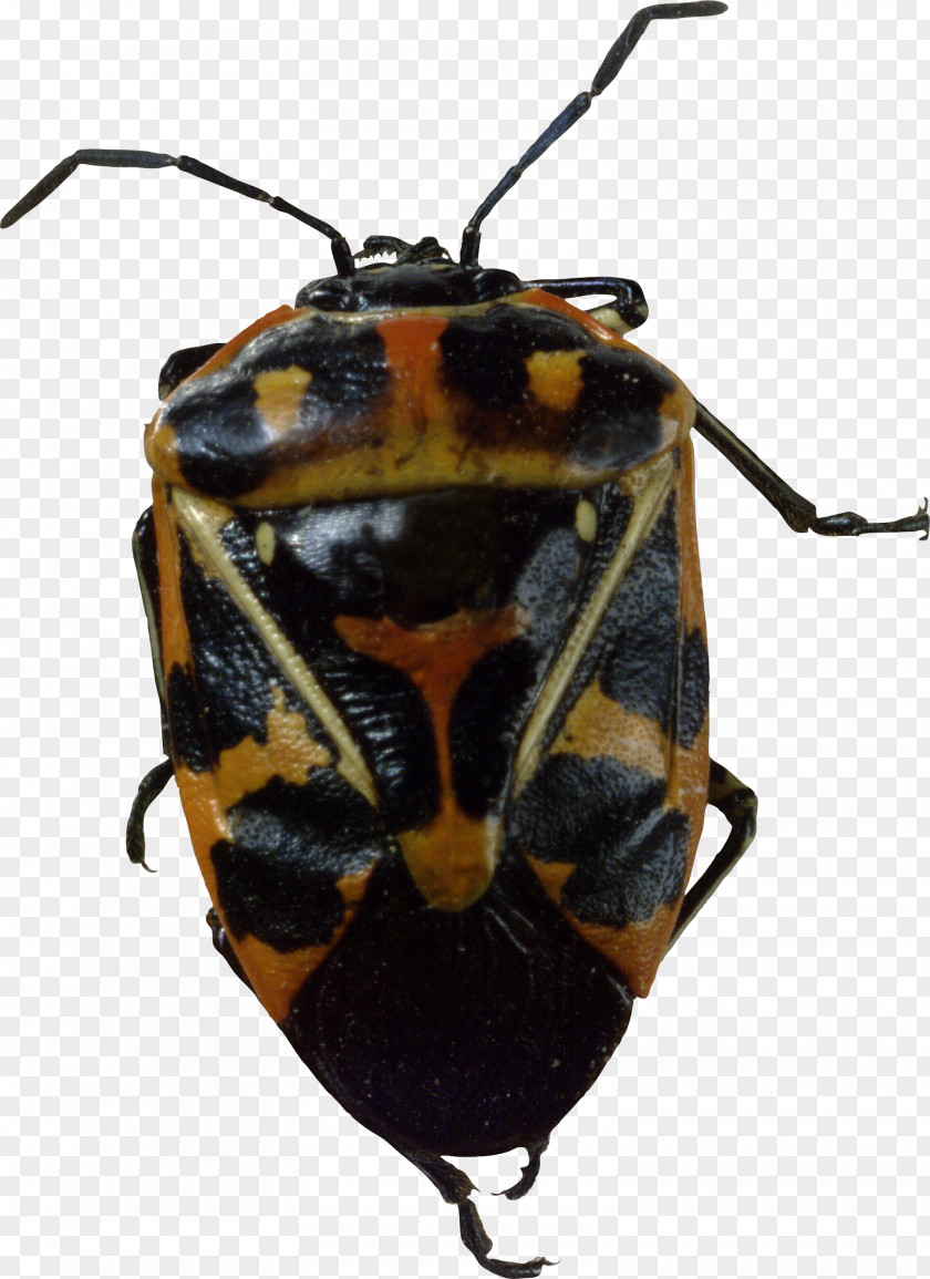 Bug Image Beetle Harlequin Cabbage PNG