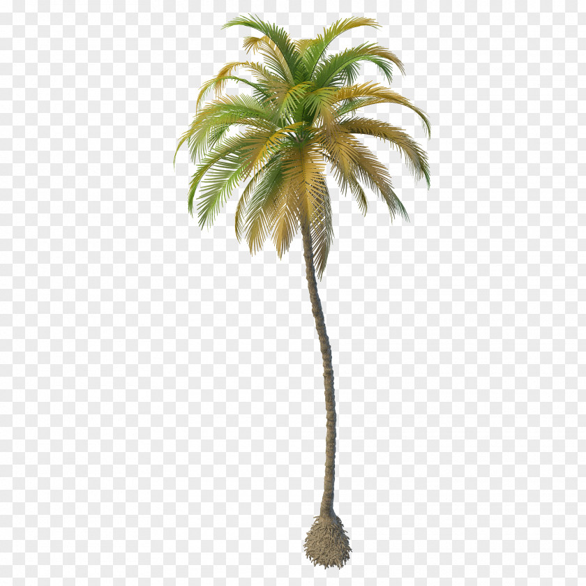 Date Palm Arecaceae Coconut Oil Tree PNG