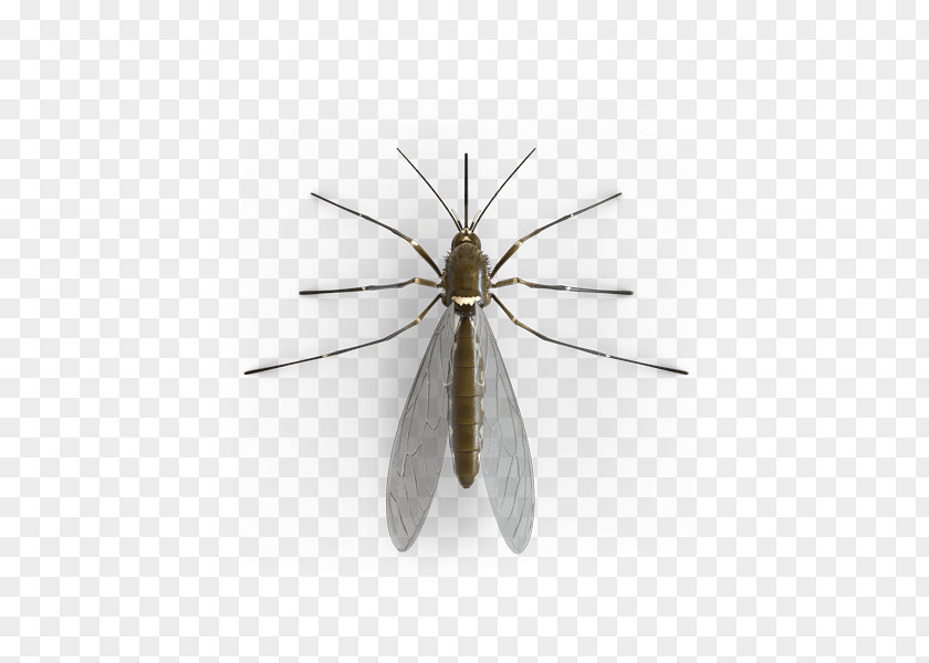 Mosquito PNG clipart PNG