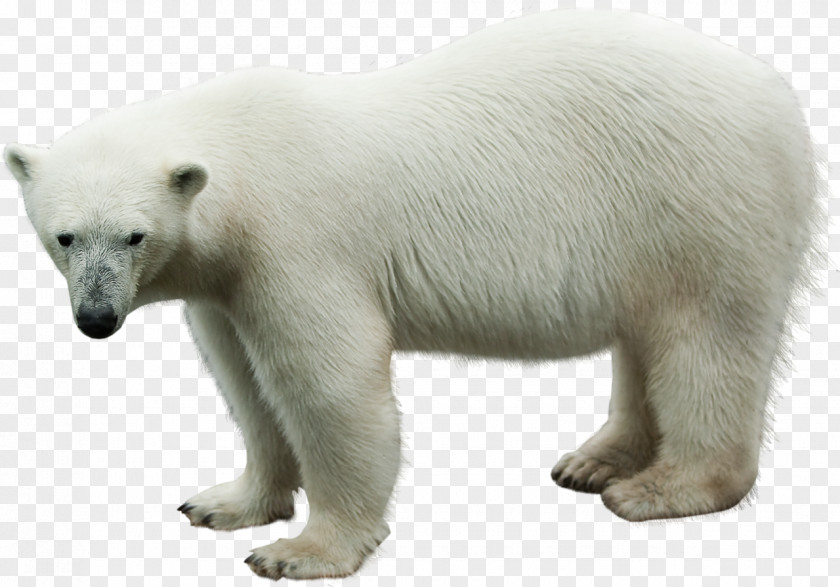 Polar Bear Animal Clip Art PNG