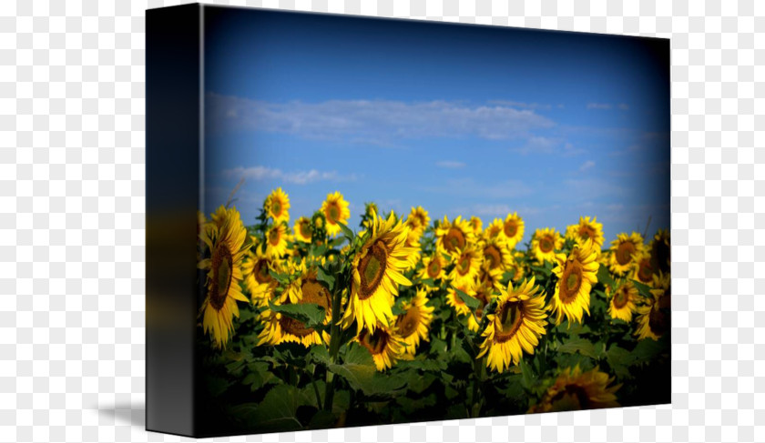Sunflower Field Common Seed Picture Frames Sky Plc PNG