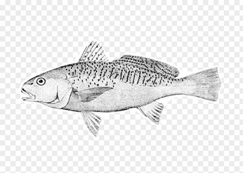 Bluegill Fish Atlantic Croaker Bony Fishes Perch-like Leiostomus PNG