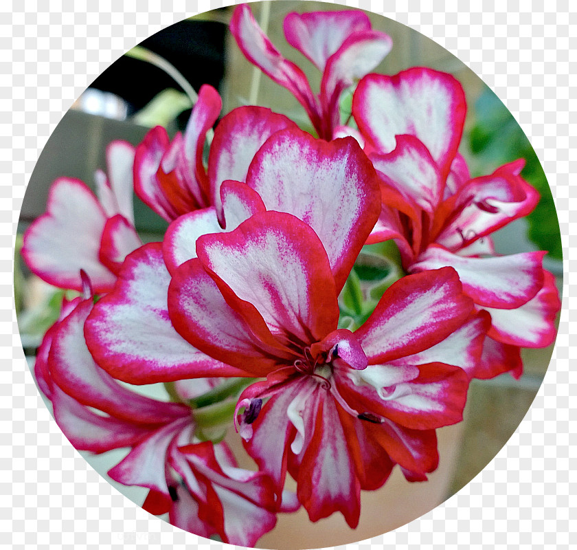 Family Crane's-bill Cut Flowers Magenta Petal PNG