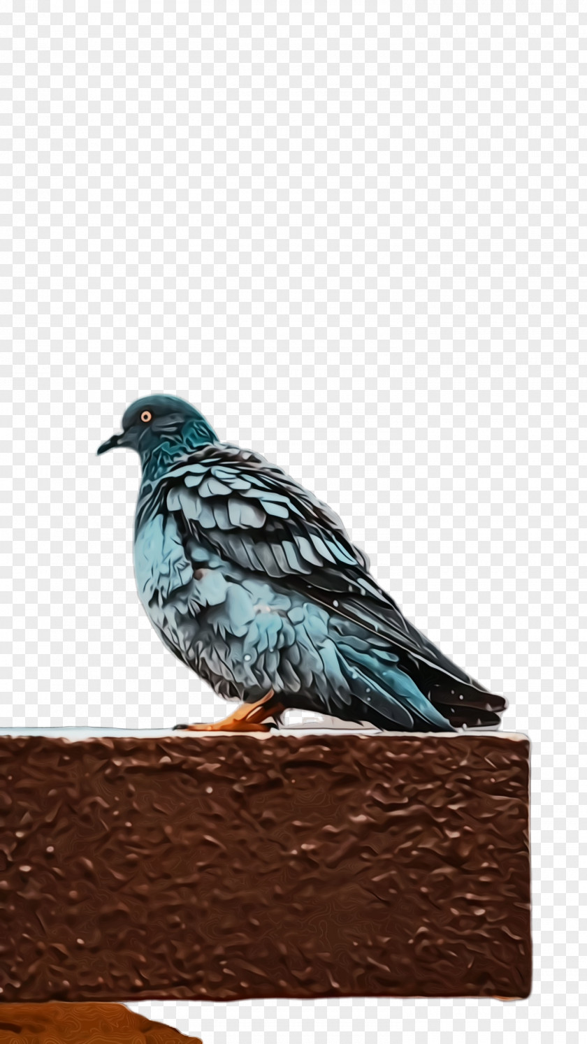 Pigeons And Doves Rock Dove Bird PNG